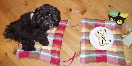 Top down view of a black with white Tibetan Terrier that is sitting on a pillow and it is looking up. Across from it is a pillow with a cake shaped like a bone on a plate. On top of the sandwich is the word - Tess. The dogs eyes are glowing yellow.