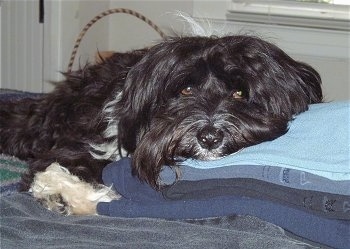 A black with white Tibetan Terrier is laying across a blanket and its head is on top of a stack of blankets. It has a black nose and brown eyes.