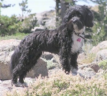 The right side of a black with white Tibetan Terrier dog standing across a couple of rocks and it is looking forward. The dogs coat is shaved short and is thick and wavy.