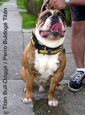 A wide, muscular brindle with white Titán Bull-Doggé is sitting on wet sidewalk, it is panting, it is looking up and forward.