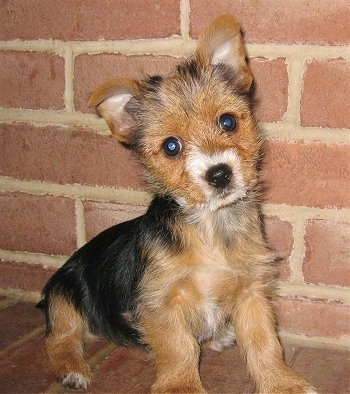 Close up - A wiry looking, black and tan with white Torkie puppy is sitting across a brick surface, it is looking forward and its head is slightly tilted to the left. It has small perk ears that fold over to the front, wide round dark eyes, and a black nose.