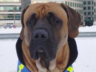 Close up head shot - A tan with white and black Tosa is wearing a jacket and it is sitting on a snowy surface. The dog has a black muzzle, a big black nose and wrinkles on its forehead.