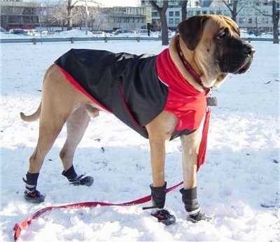 The front right side of a tan with white and black Tosa dog wearing a black and red jacket. It is standing across a snowy field.