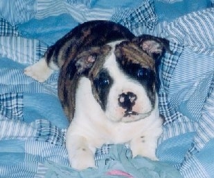 A brindle with white Valley Bulldog puppy is laying on a couch, it is looking forward and its head is slightly tilted to the left. It has a thick body.