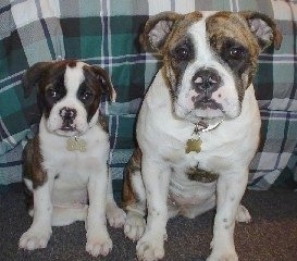 Two Valley Bulldogs are sitting in front of a couch and they both are looking forward. One is a puppy and the other is an adult. They both have wide chests, black noses with some pink coloring on them and wide round dark eyes.