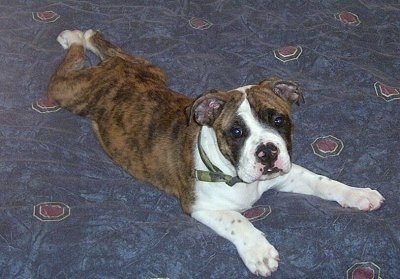 The front right side of a brindle with white Valley Bulldog puppy is laying across a bed, it is looking up and its head is slightly tilted to the left. The dog has a black nose with pink on it.