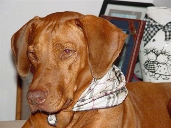 Close up - The front left side of a red Vizsla that is laying on a carpet. It is wearing a plaid bandana, it is looking down and to the left.