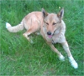 A reddish tan Siberian Laika is laying in grass and it is looking forward. Its mouth is open and its tongue is sticking out.