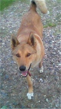 A tan Siberian Laika dog is walking down a rocky trail and its mouth is open.