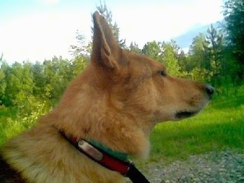 Close up head shot side view - The right side of a tan Siberian Laika that is standing outside and it is looking to the right.