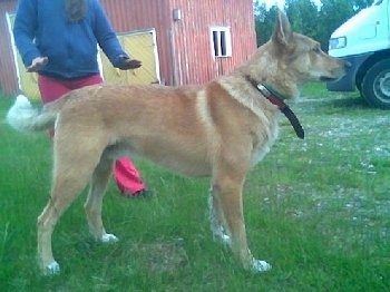 The right side of a tan Siberian Laika that is standing across grass. There is a person that is standing behind the dog.