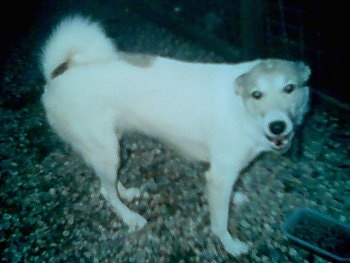 The front right side of a white with brown Siberian Laika that is standing across a rocky surface. It is looking forward and its mouth is open. Its ears are pinned back.