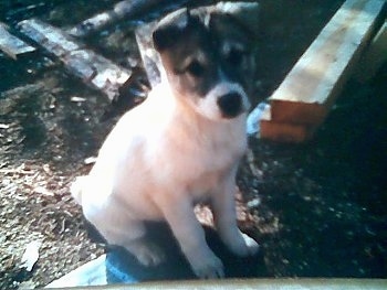 A white with brown Siberian Laika puppy is sitting in dirt and it is looking forward. There are wood planks all around it. Its ears are v-shaped and folded over to the front.