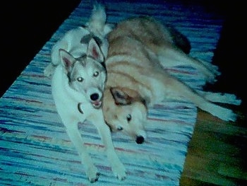 Two Siberian Laikas are laying next to each other on a rug. The leftmost Laika has its mouth open and it looks like it is smiling. One dog is tan and the other is white.