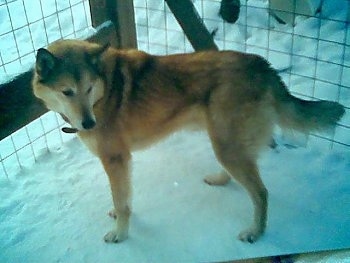 The left side of a brown with black Siberian Laika dog that is standing across a snow in a yard and it is looking to the right. Its tail is being held low.
