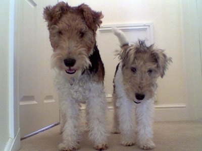 small wire haired terrier