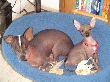 A brown and white Xoloitzcuintli dog laying down on a dog bed next to a sitting Xoloitzcuintli puppy. One of the adults ears flops slightly over to the front while the other ear stands up. The puppy has two perk ears.
