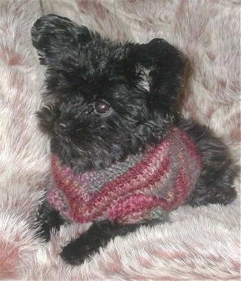 A soft looking, fuzzy black Yorkiepoo puppy sitting across a furry surface, it has on a knit sweater and it is looking to the left. It has wide dark eyes and a black nose.