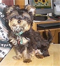 The front left side of a black with tan Yorkipoo puppy sitting across a table and it is looking forward. It has a thick fluffy coat and ears that stand up and fold over at the tips.