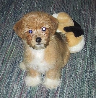 A soft, thick coated, tan with white Yorktese puppy is sitting on a rug and behind it is a plush dog toy. The dog has white tipped feet, a white chest and a tan body with a black nose and dark round eyes. It looks like a stuffed toy.
