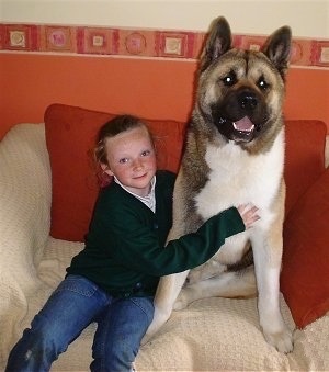 A tan and white with black Akita is sitting on a couch next to a little girl and it is looking forward.