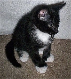 Spencer the black and white American Polydactyl Kitten sitting on a carpet and looking to the right