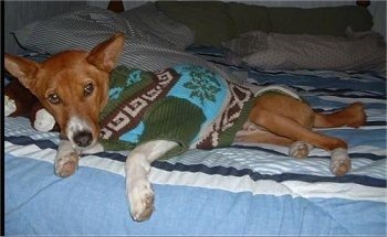 Nelson Mandela the Basenji wearing a sweater laying in a bed