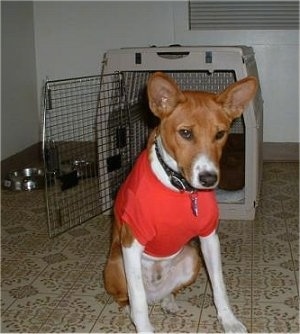 Nelson Mandela the Basenji wearing a red t-shirt sitting in front of a dog crate