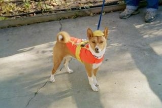 Sammy the Basenji dressed as a construction worker