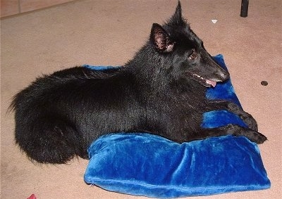 Left Profile - Timba the Belgian Shepherd laying on a bright blue pillow with its mouth open and tongue slightly out