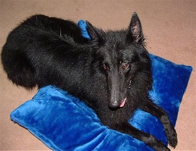 Timba the Belgian Shepherd laying on a bright blue pillow looking into the distance