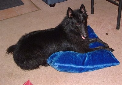 Left Profile - Timba the Belgian Shepherd laying on a bright blue pillow