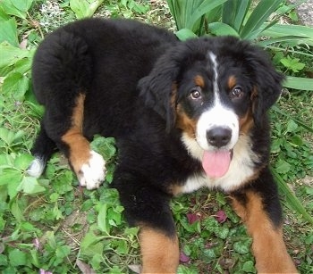 Zara the Bernese Mountain Dog puppy laying outside ontop of weeds with its mouth open and tongue out