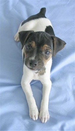 Esmeralda, the Brazilian Terrier Puppy laying on a human's bed and looking up