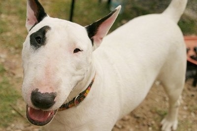 Close Up - Slinka the Bull Terrier standing in dirt with its mouth open looking happy