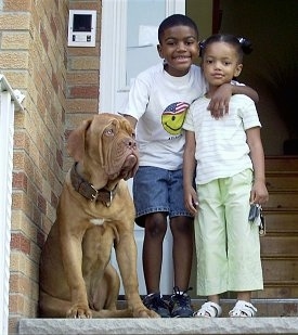 Tonka the Dogue de Bordeaux is sitting next to a boy with an arm over his sister in front of a house.