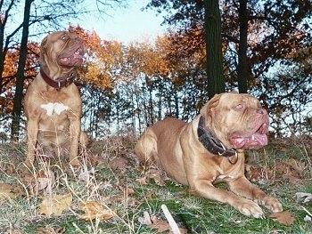 Roxanne and Maxine the Dogue de Bordeauxs are sitting and laying outside in grass with trees behind them.