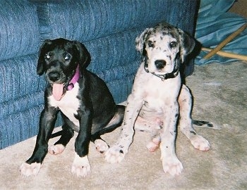 Two Great Dane Puppies are sitting next to a blue couch. One is black and white and has its tongue out and the other is white and gray merle.