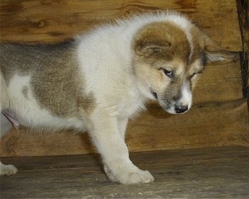 A small white with tan and black Greenland Dog puppy is standing in front of a wooden wall