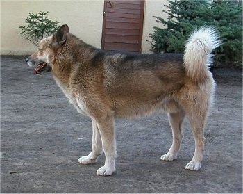 A brown with black and white Greenland Dog is standing in front of a house. Its mouth is open and tongue is out