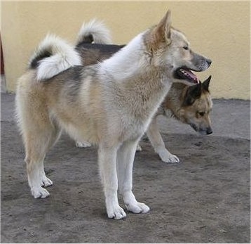 greenland dog dogs husky rare breeds arctic unique puppies siberian breed originated dates courtesy huskies puppy poland kennel legenda polarna