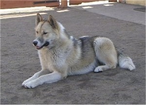 A tan, black and white Greenland Dog is laying in dirt.