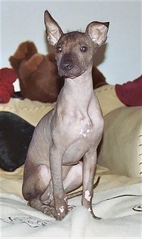 Front view - A hairless Peruvian Inca Orchid puppy is sitting on a tan couch and it is looking forward. There are plush stuffed animals and pillows behind it.