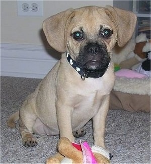A tan with white Puggle puppy is sitting on a carpet and it is looking forward. There is a plush toy in front of it.
