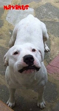 Top down view of a white Staffordshire Bull Terrier dog standing on a stone porch looking up. The word - Maximus - is overlayed at the top left of the image. The dog has a black nose and slanty eyes.