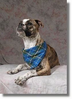 A brindle with white Valley Bulldog is wearing a blue plaid bandana and it is laying across a couch, it is looking up and forward.