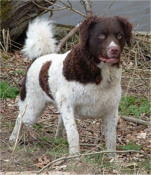 Front view of a Brown and white curly coated dog with shorter hair on its face and longer curly hair on its ears, wavy hair on its body and thick fluffy hair on its ring tail that is up over its back.