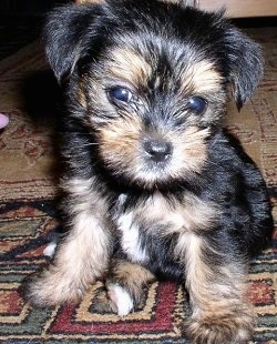 Close up front view - A small soft looking, black with brown Yorkipoo puppy is sitting on a rug, its head is down and it is looking forward. It has wide round eyes and a black nose. The hair on its muzzle is longer and is in front of the bottom of its eyes.