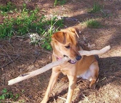 Tory the Chinook is sitting outside with a big stick in her mouth and looking to the right