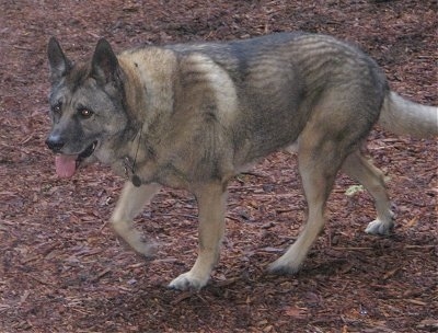 The left side of a tan with black Akita Shepherd that is walking across wood chips with its mouth open and its tongue out